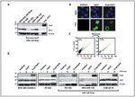 E-cadherin Antibody in Western Blot, Flow Cytometry (WB, Flow)