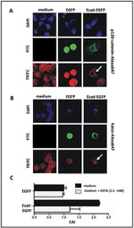 E-cadherin Antibody in Immunohistochemistry (IHC)