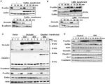 E-cadherin Antibody in Western Blot (WB)