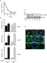 E-cadherin Antibody in Immunocytochemistry (ICC/IF)