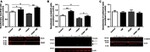 E-cadherin Antibody in Western Blot (WB)