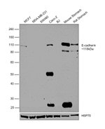 E-cadherin Monoclonal Antibody (4A2C7)