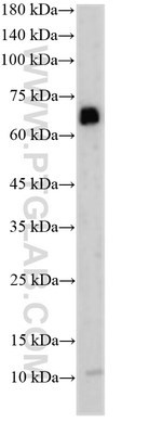 FCRL2 Antibody in Western Blot (WB)