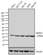 SRSF3 Monoclonal Antibody (7B4 (7B4A12))