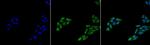 p53 Antibody in Immunocytochemistry (ICC/IF)