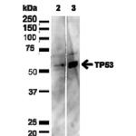 p53 Antibody in Western Blot (WB)