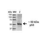 p53 Antibody in Western Blot (WB)