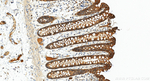 PTPRF Antibody in Immunohistochemistry (Paraffin) (IHC (P))