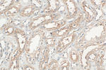 DZIP3 Antibody in Immunohistochemistry (Paraffin) (IHC (P))