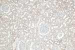 DZIP3 Antibody in Immunohistochemistry (Paraffin) (IHC (P))