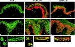 Connexin 26 Antibody in Immunohistochemistry (Frozen) (IHC (F))
