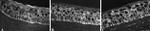Connexin 26 Antibody in Immunohistochemistry (Frozen) (IHC (F))