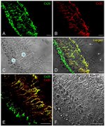 Connexin 30 Antibody in Immunocytochemistry (ICC/IF)
