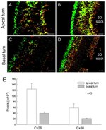 Connexin 30 Antibody in Immunocytochemistry (ICC/IF)