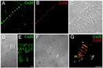 Connexin 30 Antibody in Immunocytochemistry (ICC/IF)