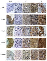 Connexin 26 Antibody in Immunohistochemistry (Paraffin) (IHC (P))