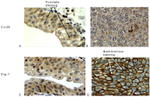 Connexin 26 Antibody in Immunohistochemistry (Paraffin) (IHC (P))