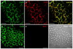 Connexin 30 Antibody in Immunohistochemistry (IHC)