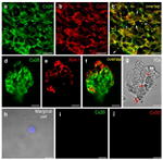 Connexin 30 Antibody in Immunohistochemistry (IHC)