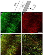 Connexin 30 Antibody in Immunohistochemistry (IHC)