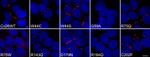 Connexin 26 Antibody in Immunocytochemistry (ICC/IF)