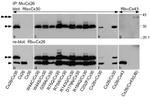Connexin 26 Antibody in Western Blot (WB)