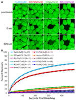 Connexin 26 Antibody in Immunocytochemistry (ICC/IF)