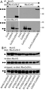 Connexin 26 Antibody in Western Blot (WB)