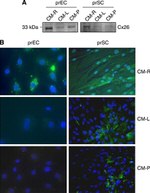 Connexin 26 Antibody in Western Blot, Immunocytochemistry (WB, ICC/IF)