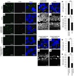 Connexin 30 Antibody in Immunocytochemistry (ICC/IF)