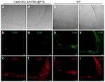 Connexin 30 Antibody in Immunohistochemistry (IHC)