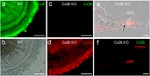 Connexin 26 Antibody in Immunocytochemistry (ICC/IF)