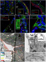 Connexin 26 Antibody in Immunohistochemistry (IHC)