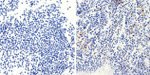 Bax Monoclonal Antibody (2D2)