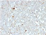 Apolipoprotein A4/apoA-IV Monoclonal Antibody (APOA4, 3372)