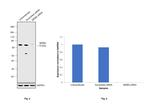 MDM2 Antibody in Western Blot (WB)