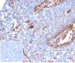 CD54/ICAM-1 Antibody in Immunohistochemistry (Paraffin) (IHC (P))