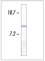 Cytochrome C Antibody in Western Blot (WB)