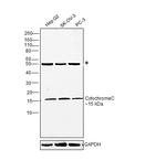 Cytochrome C Monoclonal Antibody (7H8.2C12)