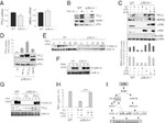 p38 MAPK beta Antibody in Western Blot (WB)