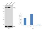 IQGAP1 Antibody in Western Blot (WB)