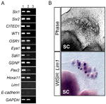 Occludin Antibody in Immunocytochemistry (ICC/IF)