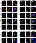 Claudin 5 Antibody in Immunocytochemistry (ICC/IF)