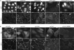 ZO-1 Antibody in Immunocytochemistry (ICC/IF)
