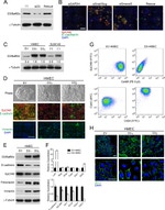 ZO-1 Antibody in Immunocytochemistry (ICC/IF)