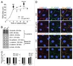 ZO-1 Antibody in Immunocytochemistry (ICC/IF)