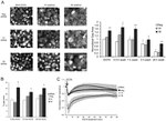 ZO-1 Antibody in Immunocytochemistry (ICC/IF)