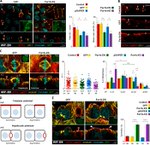 ZO-1 Antibody in Immunocytochemistry (ICC/IF)