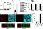 ZO-1 Antibody in Immunocytochemistry (ICC/IF)
