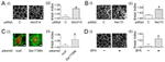 ZO-1 Antibody in Immunocytochemistry (ICC/IF)